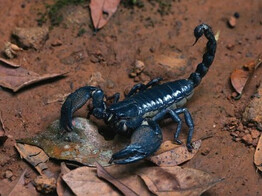 Heterometrus spiniferus Asian Black Forest Scorpion Nakweek