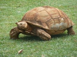 Centrochelys sulcata Spurred Tortoise Nakweek / Elevage S