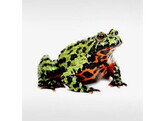 Bombina orientalis Fire Belly Toad Wildvang / Sauvage  L