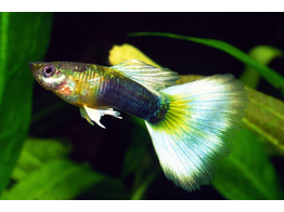 Poecilia reticulata Guppy Male Yellow Delta L