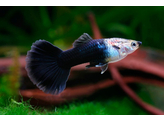 Poecilia reticulata Guppy Male Black L