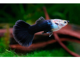 Poecilia reticulata Guppy Male Black L