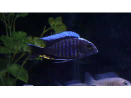 AULONOCARA MAYLANDI KANDEENSIS/BLUE HEAD 4-5