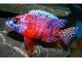 AULONOCARA CALICO RED NEON 5-6