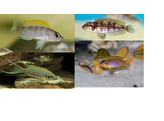 LAMPROLOGUS MIX 5-6