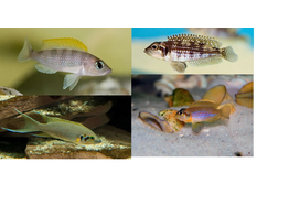 LAMPROLOGUS MIX 5-6