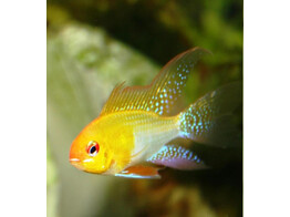 MIKROGEOPHAGUS RAMIREZI GOLD l.fin  3 5-4 L