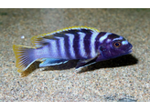 LABIDOCHROMIS SP. MBAMBA 5-6