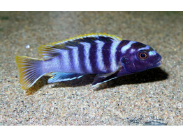 LABIDOCHROMIS SP. MBAMBA 5-6