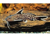 SYNODONTIS PETRICOLA  real form 2 5-3