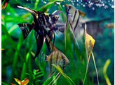 PTEROPHYLLUM SCALARE SELECTION 3 - 3 5