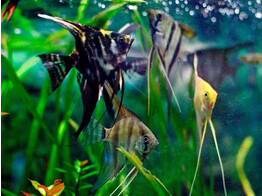 PTEROPHYLLUM SCALARE SELECTION 3 - 3 5