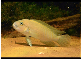 TELMATOCHROMIS TEMPORALIS 4 - 5