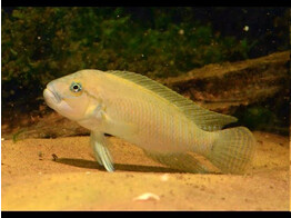 TELMATOCHROMIS TEMPORALIS 4 - 5