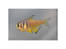 HYPHESSOBRYCON FLAMMEUS YELLOW 2 5 - 3