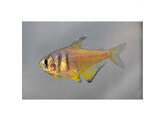 HYPHESSOBRYCON FLAMMEUS YELLOW 2 5 - 3