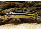 JULIDOCHROMIS REGANI KACHESE ZAMBIA 6-7