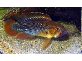 APISTOGRAMMA WILHELMI 2 5-3