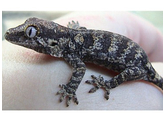 Rhacodactylus auriculatus Gargoyle Gecko S Nakweek / Elevage