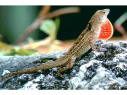 Anolis sagrei Brown Anole   Nakweek / Elevage S