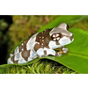 Trachycephalus resinifictrix Cave tree Frog CB Nakweek / Elevage S