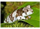 Trachycephalus resinifictrix Cave tree Frog CB Nakweek / Elevage S