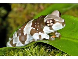 Trachycephalus resinifictrix Cave Tree Frog CB Nakweek / Ele