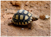 Stigmochelys pardalis Leopard Tortoise Nakweek / Elevage S