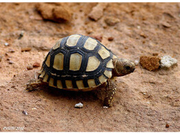 Stigmochelys pardalis Leopard Tortoise Nakweek / Elevage 5cm