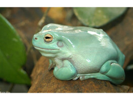 Litoria caerulea Sandfire Blue White s Treefrog S Nakweek / Elevage