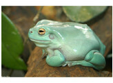 Litoria caerulea Sandfire Blue White s Treefrog S Nakweek / Elevage