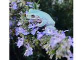 Litoria caeruleaNakweek / Elevage S