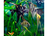 PTEROPHYLLUM SCALARE ASSORTED/MIX 3-3 5