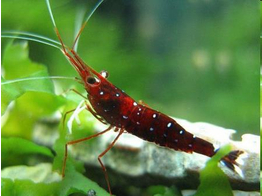 CARIDINA CARDINAL TOWUTI LAKE CELEBES 1-1 5