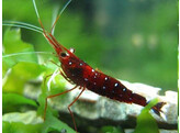 CARIDINA CARDINAL TOWUTI LAKE CELEBES 1-1 5