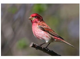 Carpodacus Erythrina Mexica