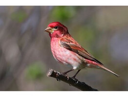 Carpodacus Erythrina Mexica