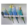 Melopsittacus undulatus Regenboog/Arc en Ciel  seizoensprijs/prix saisonier 