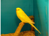 Melopsittacus undulatus Lutino/Albino