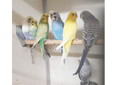 10x Melopsittacus undulatus Premium Luxe mix