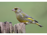 Chloris chloris - Groenling wildkleur - Verdier couleur sauv