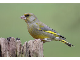 Chloris chloris - Groenling wildkleur - Verdier couleur sauvage