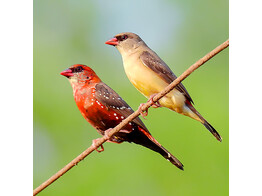 Amandava amandava - Tijgervink - Bengali rouge