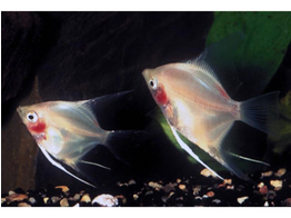 PTEROPHYLLUM SCALARE GHOST 3-3 5