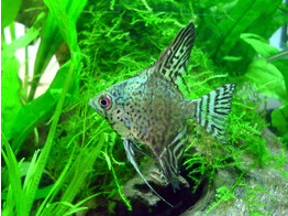 PTEROPHYLLUM SCALARE LEOPARD 3-3 5