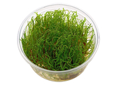 Creeping moss  Vesicularia sp.   in vitro 