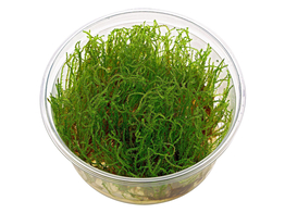 Creeping moss  Vesicularia sp.   in vitro 