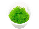 Myriophyllum mattogrossense  inv 