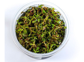 Rotala sp. Yao Yai  in vitro 