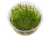 Stringy moss  Leptodictyum riparium   inv 